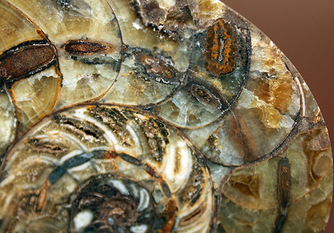 ラージサイズ！オウムガイ（Nautilus）の特徴を存分に楽しめるカット＆ポリッシュ化石。2枚組。（その11）