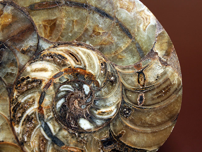 ラージサイズ！オウムガイ（Nautilus）の特徴を存分に楽しめるカット＆ポリッシュ化石。2枚組。（その12）