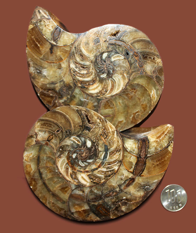 ラージサイズ！オウムガイ（Nautilus）の特徴を存分に楽しめるカット＆ポリッシュ化石。2枚組。（その15）