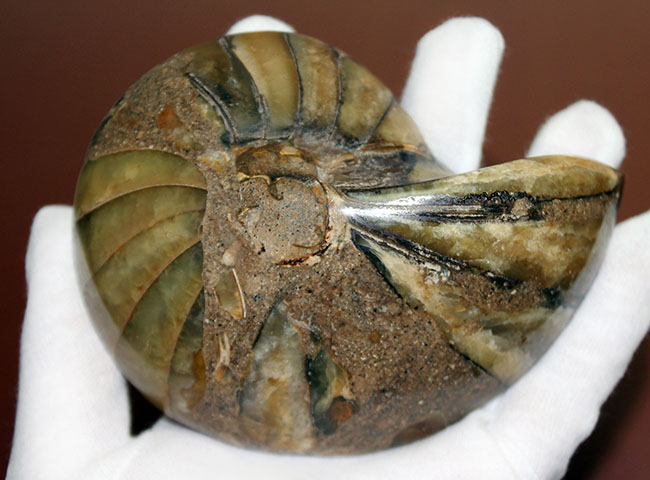 ラージサイズ！オウムガイ（Nautilus）の特徴を存分に楽しめるカット＆ポリッシュ化石。2枚組。（その2）