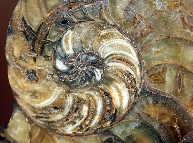ラージサイズ！オウムガイ（Nautilus）の特徴を存分に楽しめるカット＆ポリッシュ化石。2枚組。（その4）