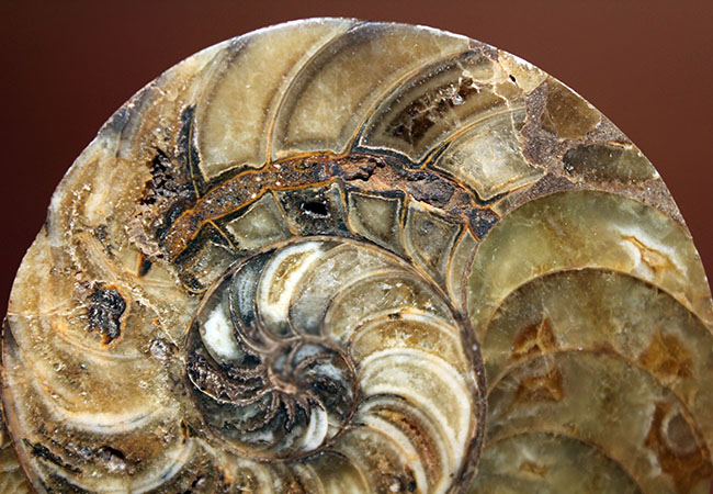 ラージサイズ！オウムガイ（Nautilus）の特徴を存分に楽しめるカット＆ポリッシュ化石。2枚組。（その5）