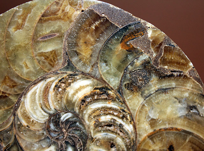 ラージサイズ！オウムガイ（Nautilus）の特徴を存分に楽しめるカット＆ポリッシュ化石。2枚組。（その6）