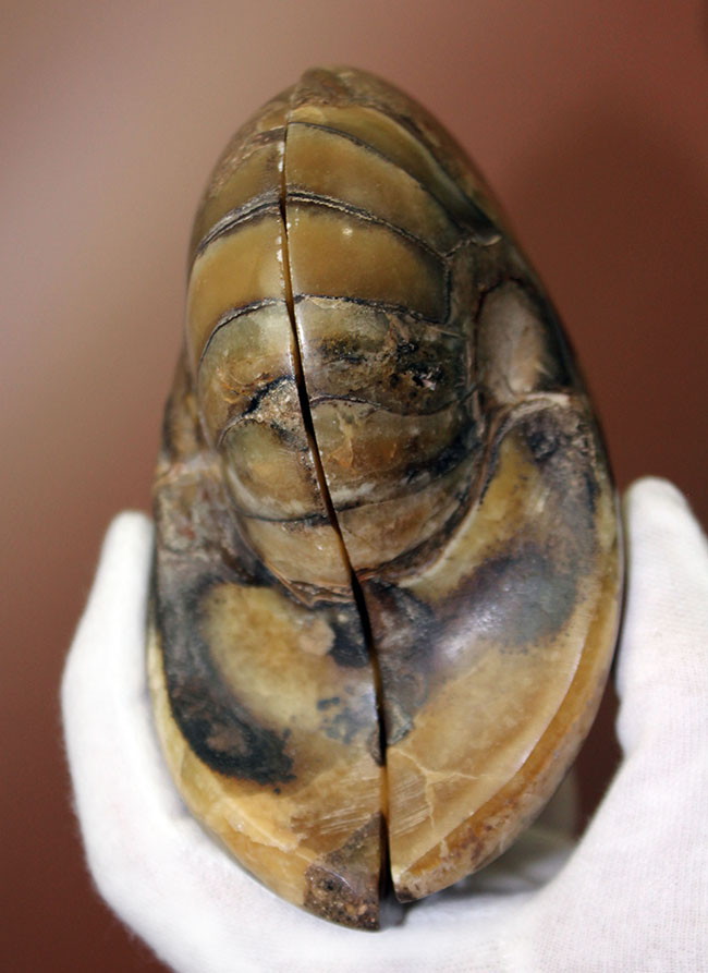 ラージサイズ！オウムガイ（Nautilus）の特徴を存分に楽しめる