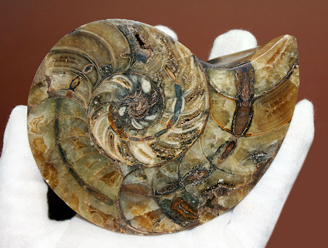 ラージサイズ！オウムガイ（Nautilus）の特徴を存分に楽しめるカット＆ポリッシュ化石。2枚組。（その8）