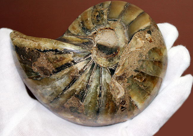 ラージサイズ！オウムガイ（Nautilus）の特徴を存分に楽しめるカット＆ポリッシュ化石。2枚組。（その9）