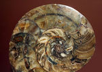 ラージサイズ！オウムガイ（Nautilus）の特徴を存分に楽しめるカット＆ポリッシュ化石。2枚組。