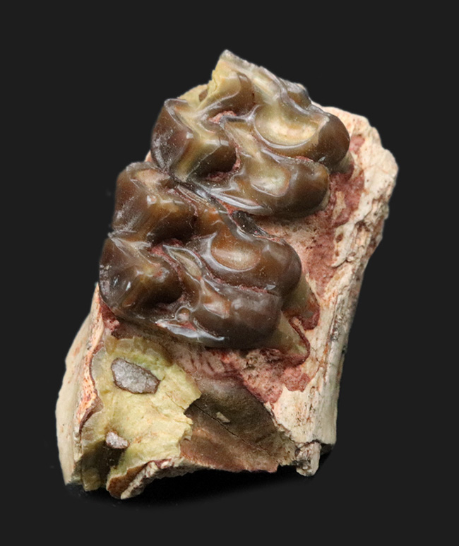 およそ3500万年前に北米の草原に棲息していた馬の祖先、メソヒップス(Mesohipus)の臼歯の化石(その1)