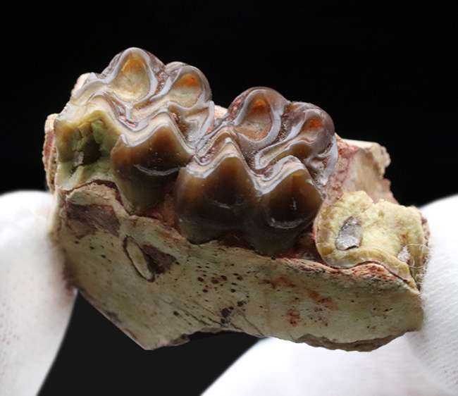 およそ3500万年前に北米の草原に棲息していた馬の祖先、メソヒップス(Mesohipus)の臼歯の化石(その2)