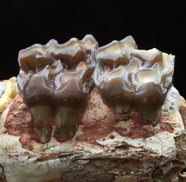 およそ３５００万年前に北米の草原に棲息していた馬の祖先、メソヒップス（Mesohipus）の臼歯の化石（その3）
