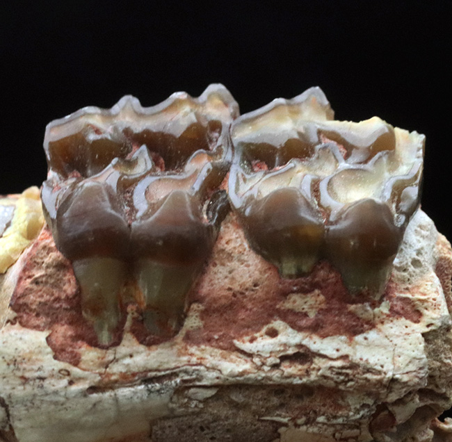 およそ3500万年前に北米の草原に棲息していた馬の祖先、メソヒップス(Mesohipus)の臼歯の化石(その3)