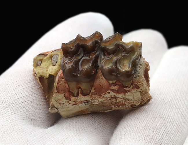 およそ３５００万年前に北米の草原に棲息していた馬の祖先、メソヒップス（Mesohipus）の臼歯の化石（その4）