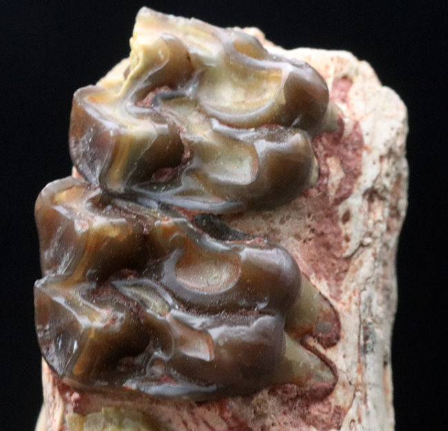 およそ３５００万年前に北米の草原に棲息していた馬の祖先、メソヒップス（Mesohipus）の臼歯の化石（その5）