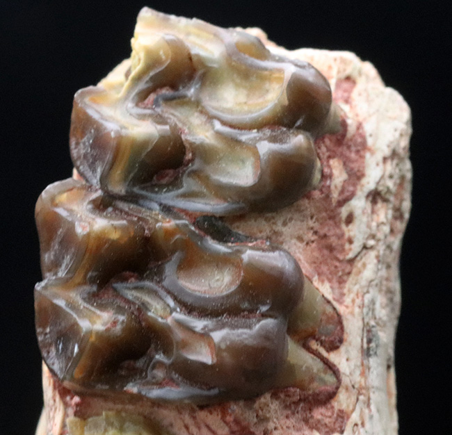 およそ3500万年前に北米の草原に棲息していた馬の祖先、メソヒップス(Mesohipus)の臼歯の化石(その5)