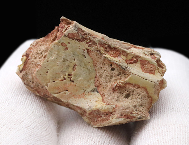 およそ3500万年前に北米の草原に棲息していた馬の祖先、メソヒップス(Mesohipus)の臼歯の化石(その6)
