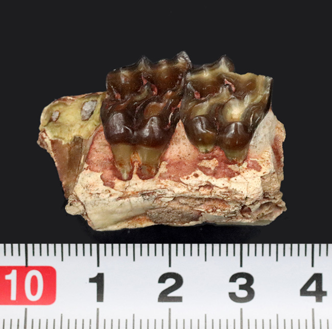 およそ3500万年前に北米の草原に棲息していた馬の祖先、メソヒップス(Mesohipus)の臼歯の化石(その7)