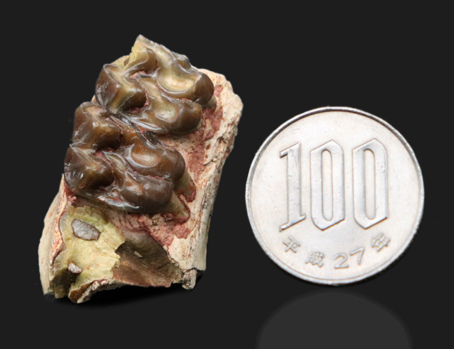 およそ3500万年前に北米の草原に棲息していた馬の祖先、メソヒップス(Mesohipus)の臼歯の化石(その8)