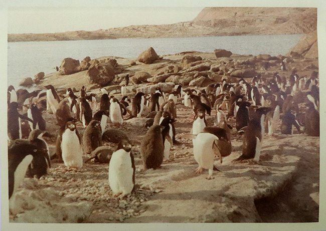 希少！かつての南極観測隊員が所有していた南極の石（オングル石）。当時を偲ばせる写真や資料のコピー付き！（その12）