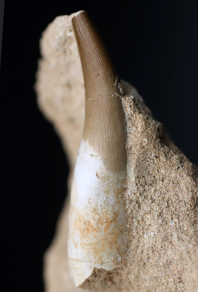 シワまで観察できる極めて保存状態の良い首長竜、ザラファサウラ（Zarafasaura）の歯化石。母岩付き（その1）