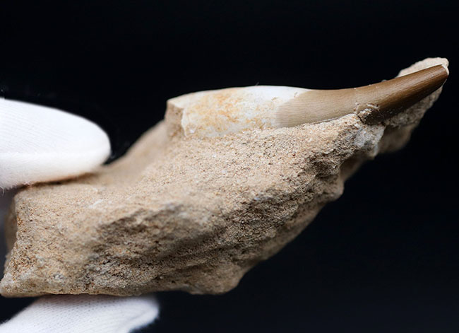 シワまで観察できる極めて保存状態の良い首長竜、ザラファサウラ（Zarafasaura）の歯化石。母岩付き（その4）