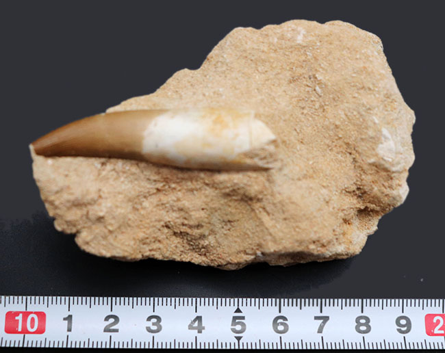 シワまで観察できる極めて保存状態の良い首長竜、ザラファサウラ（Zarafasaura）の歯化石。母岩付き（その8）