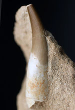 シワまで観察できる極めて保存状態の良い首長竜、ザラファサウラ（Zarafasaura）の歯化石。母岩付き