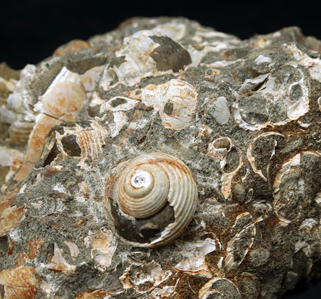 国内産！巻き貝、二枚貝など多数の貝殻が集積した国産の群集化石（その1）