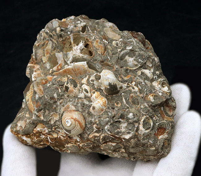 国内産！巻き貝、二枚貝など多数の貝殻が集積した国産の群集化石（その2）