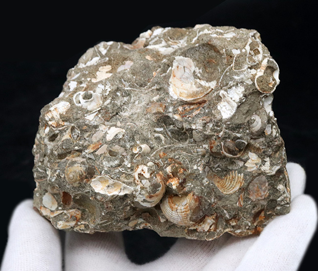 国内産！巻き貝、二枚貝など多数の貝殻が集積した国産の群集化石（その3）