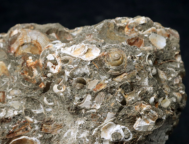国内産！巻き貝、二枚貝など多数の貝殻が集積した国産の群集化石（その4）
