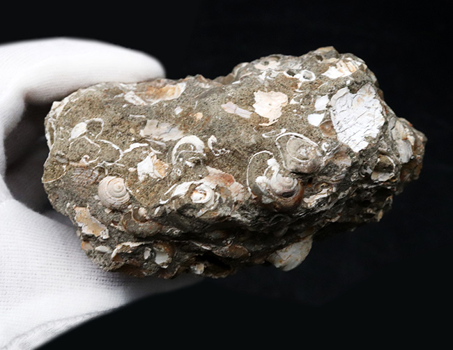 国内産！巻き貝、二枚貝など多数の貝殻が集積した国産の群集化石 化石 販売