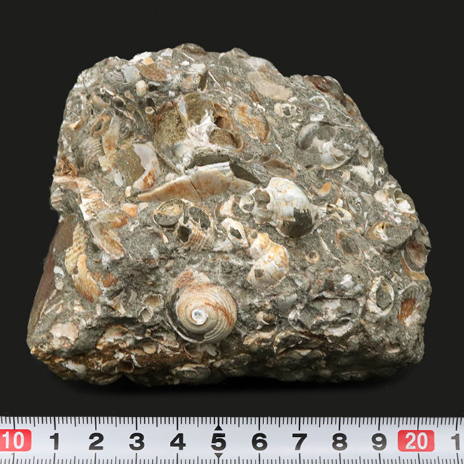 国内産！巻き貝、二枚貝など多数の貝殻が集積した国産の群集化石（その6）