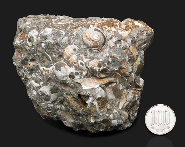 国内産！巻き貝、二枚貝など多数の貝殻が集積した国産の群集化石（その7）