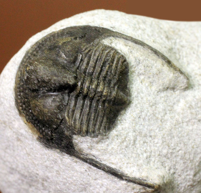 南部鉄器のような模様を持つ、一風変わった三葉虫、オンニア(Onnia sp.)。いい角度で自立展示できます。(その1)