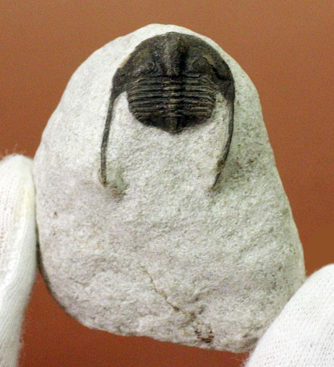 南部鉄器のような模様を持つ、一風変わった三葉虫、オンニア(Onnia sp.)。いい角度で自立展示できます。(その2)