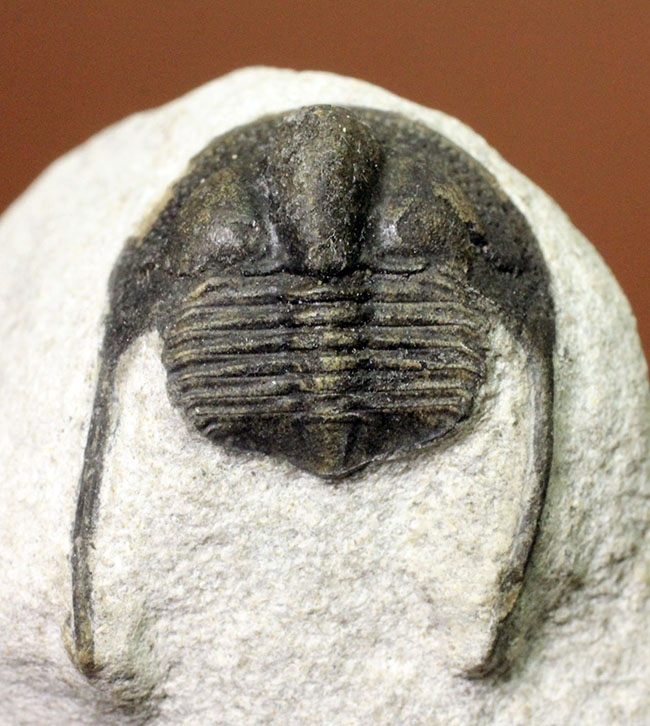 南部鉄器のような模様を持つ、一風変わった三葉虫、オンニア(Onnia sp.)。いい角度で自立展示できます。(その3)