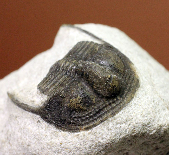 南部鉄器のような模様を持つ、一風変わった三葉虫、オンニア(Onnia sp.)。いい角度で自立展示できます。(その4)