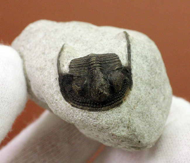 南部鉄器のような模様を持つ、一風変わった三葉虫、オンニア(Onnia sp.)。いい角度で自立展示できます。(その5)