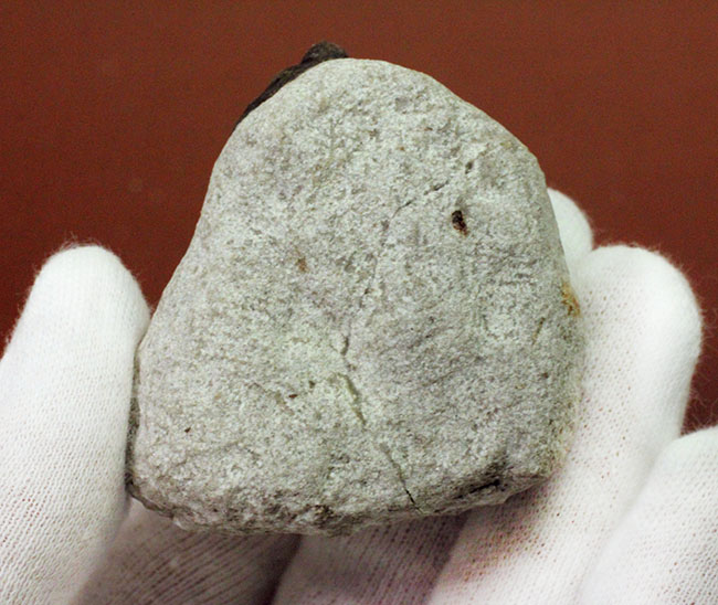 南部鉄器のような模様を持つ、一風変わった三葉虫、オンニア(Onnia sp.)。いい角度で自立展示できます。(その7)