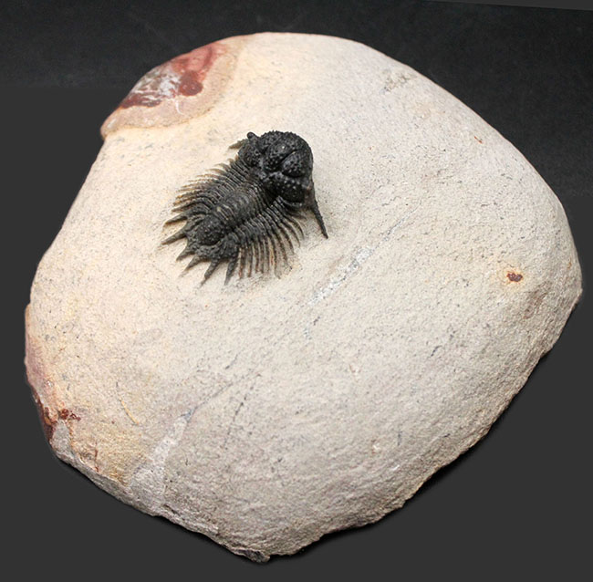 三葉虫のヘビーコレクター必見！ハイクラス標本の中をさらに飛び抜けた存在！希少な三葉虫、ロボピゲ（Lobopyge sp.）の化石（その2）