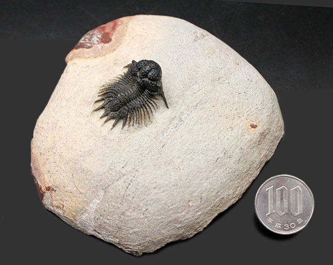 三葉虫のヘビーコレクター必見！ハイクラス標本の中をさらに飛び抜けた存在！希少な三葉虫、ロボピゲ（Lobopyge sp.）の化石（その9）