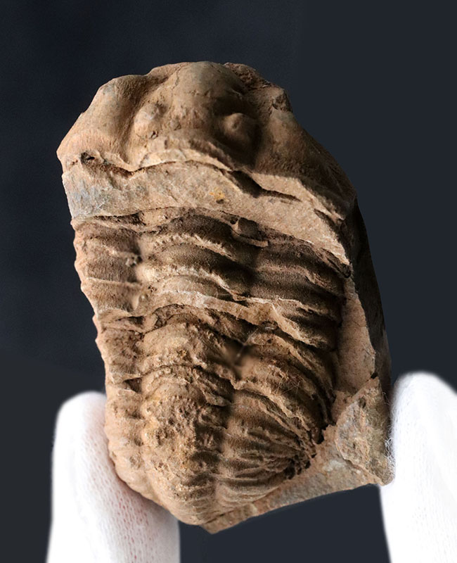 ネガとポジが両方揃った、モロッコ産の三葉虫、ディアカリメネ・ウーズレグイ(Diacalymene ouzregui)の化石(その1)