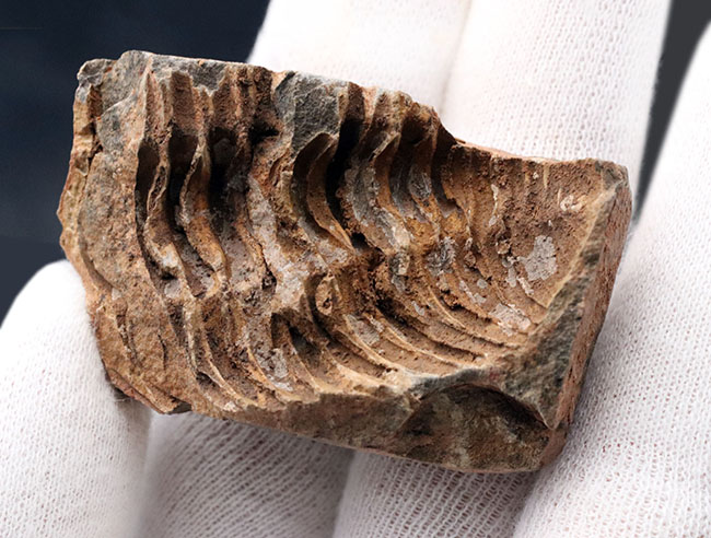 ネガとポジが両方揃った、モロッコ産の三葉虫、ディアカリメネ・ウーズレグイ(Diacalymene ouzregui)の化石(その3)