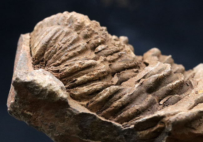 ネガとポジが両方揃った、モロッコ産の三葉虫、ディアカリメネ・ウーズレグイ(Diacalymene ouzregui)の化石(その5)