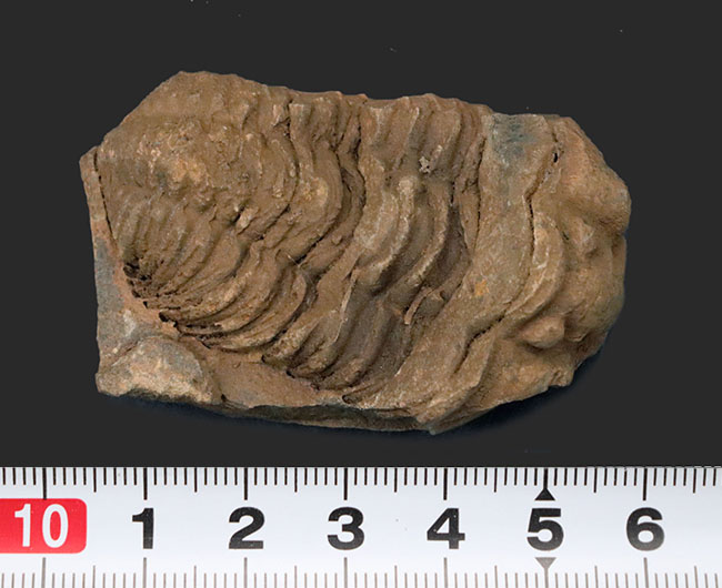 ネガとポジが両方揃った、モロッコ産の三葉虫、ディアカリメネ・ウーズレグイ(Diacalymene ouzregui)の化石(その7)
