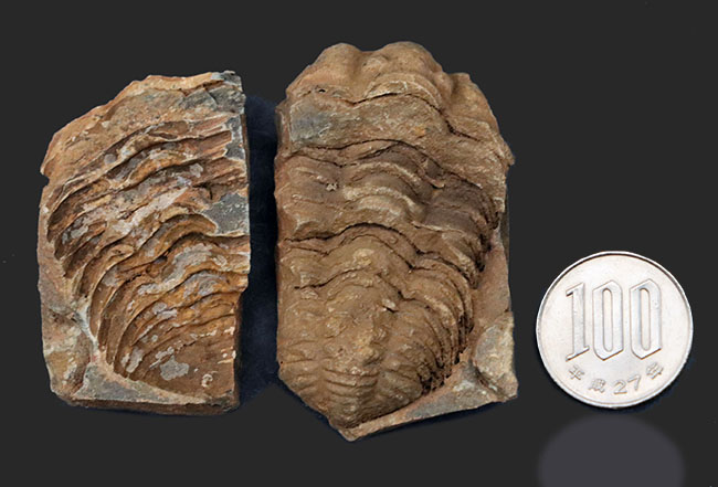 ネガとポジが両方揃った、モロッコ産の三葉虫、ディアカリメネ・ウーズレグイ（Diacalymene ouzregui）の化石（その8）