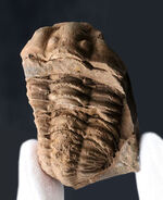 ネガとポジが両方揃った、モロッコ産の三葉虫、ディアカリメネ・ウーズレグイ（Diacalymene ouzregui）の化石