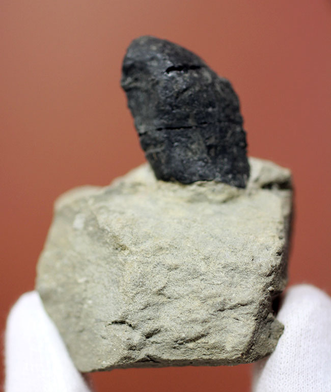 恐竜化石コレクター必見！ベリーレア、北米の巨大竜脚形類、カマラサウルスの歯化石（母岩付き）（その10）