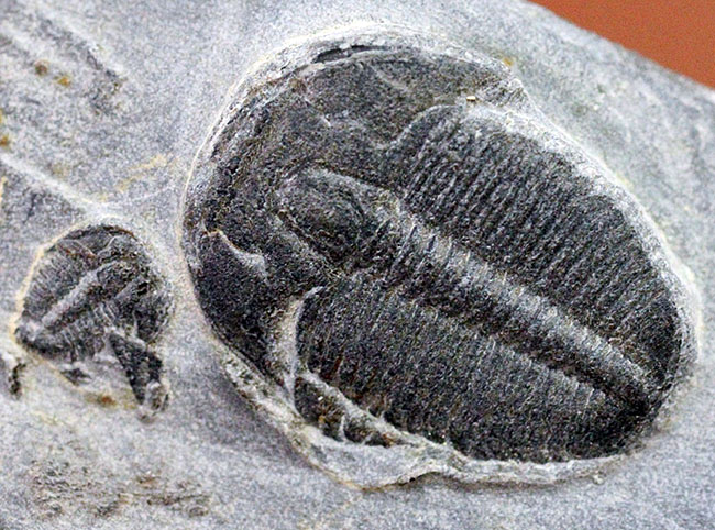 アメリカで最も有名な三葉虫といえば、これ!カンブリア紀三葉虫エルラシア・キンギ(Elrathia Kingi)(その1)