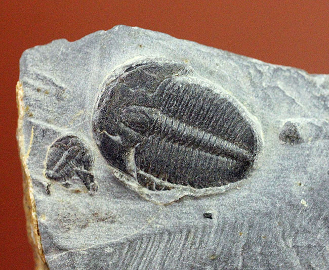 アメリカで最も有名な三葉虫といえば、これ!カンブリア紀三葉虫エルラシア・キンギ(Elrathia Kingi)(その3)